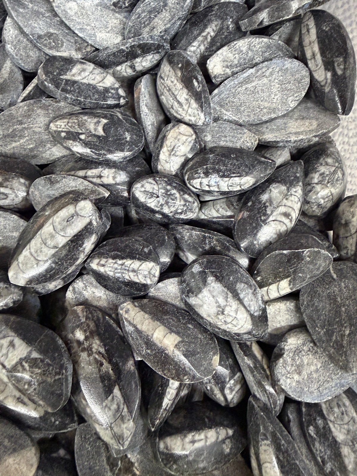 Orthoceras Tumbled Pocket Stone
