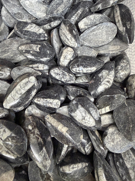Orthoceras Tumbled Pocket Stone