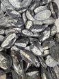 Orthoceras Tumbled Pocket Stone