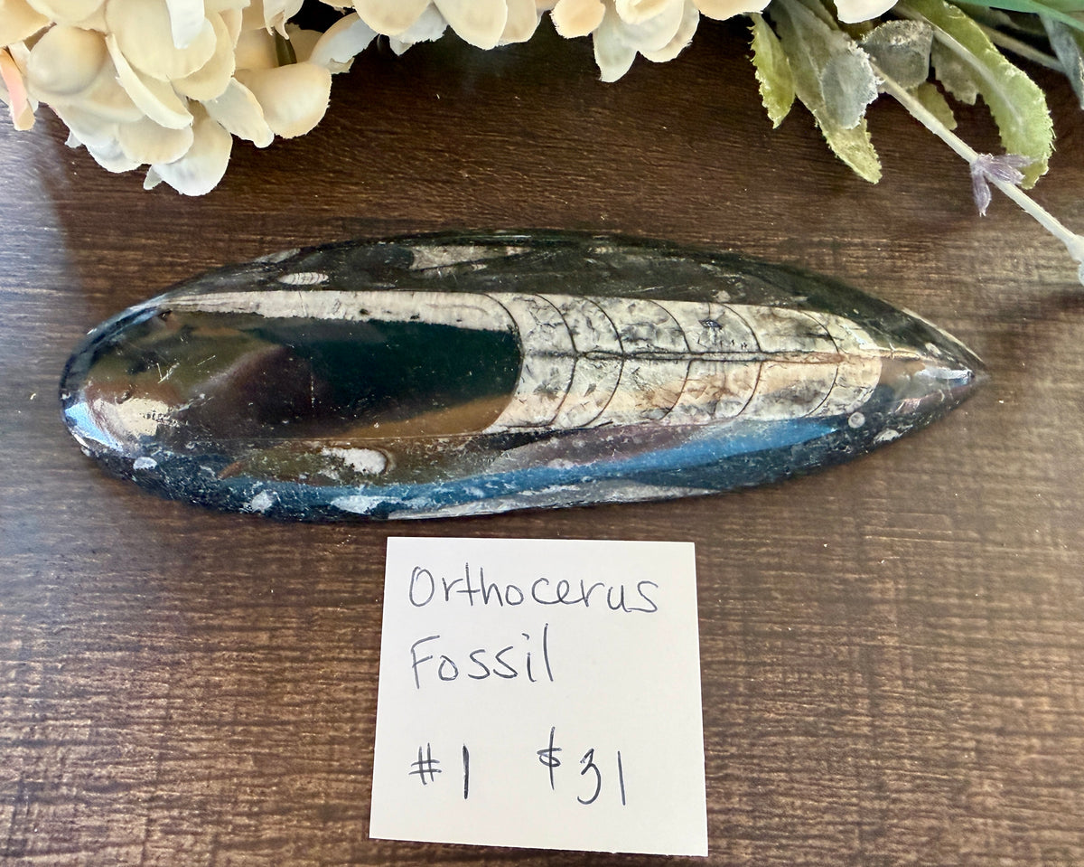 Orthoceras #1