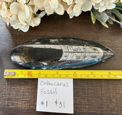 Orthoceras #1