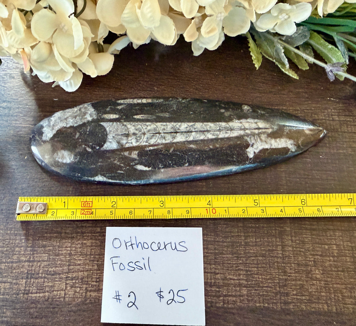 Orthoceras #2