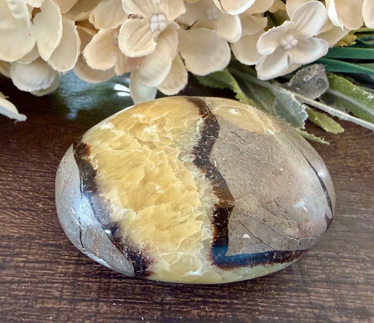 Septarian Palm #1