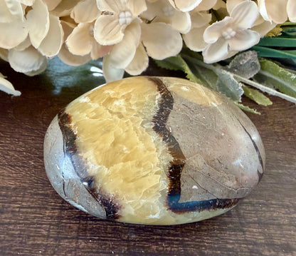 Septarian Palm #1