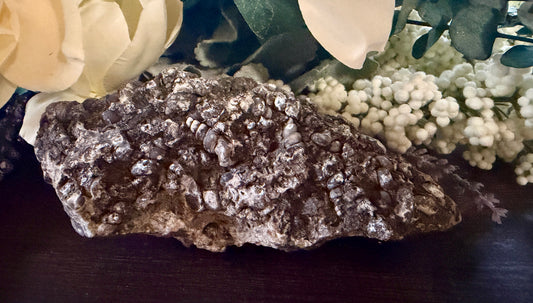 Agate Turritella Raw #1