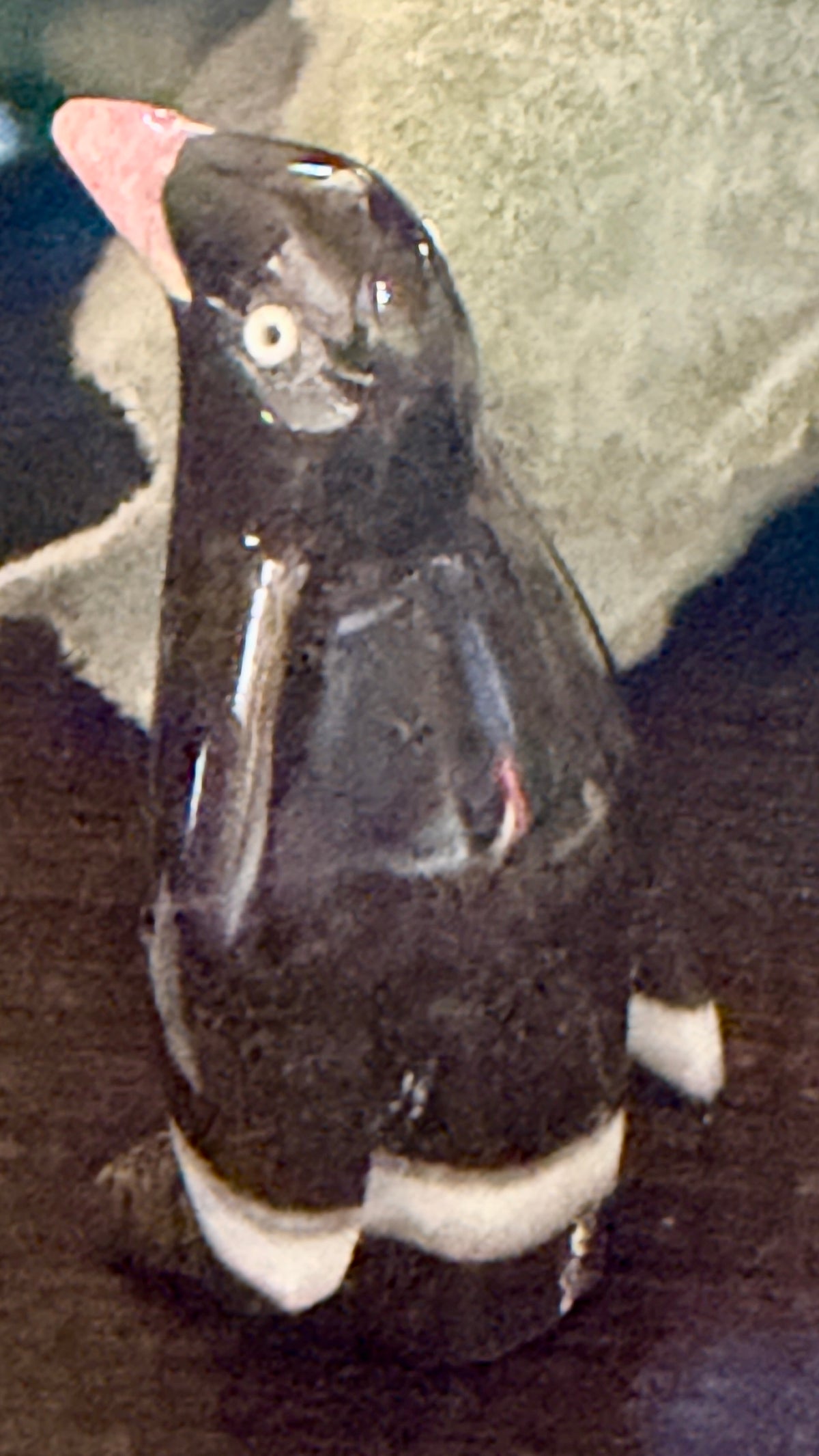 Rhodochrosite Penguin #1